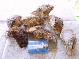 �\�o�Y�V�R�≲�y