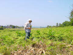 �ӂ邳�Ɓ@�����̂��т̏�